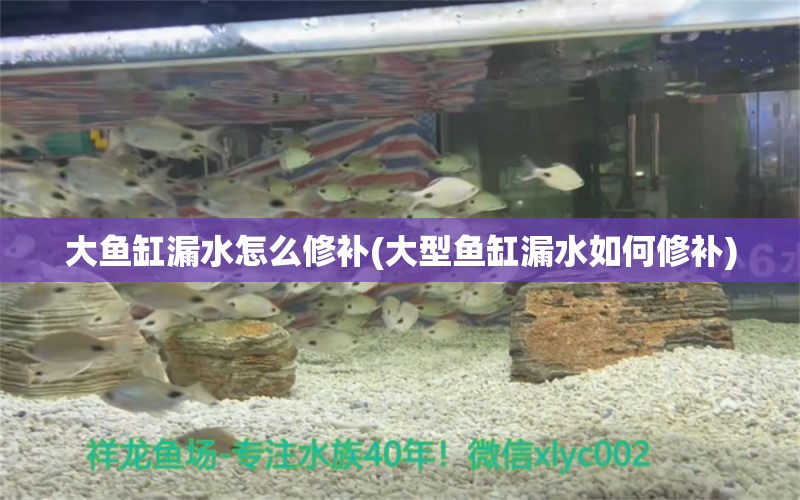 大魚缸漏水怎么修補(大型魚缸漏水如何修補)