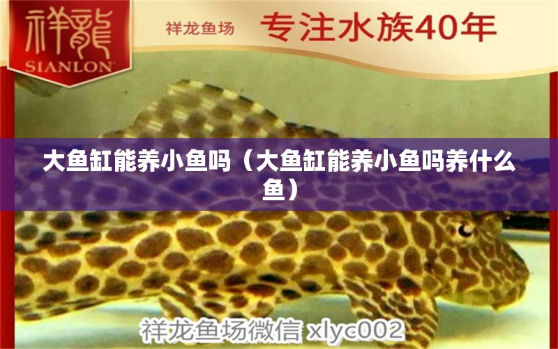 大魚缸能養(yǎng)小魚嗎（大魚缸能養(yǎng)小魚嗎養(yǎng)什么魚） 魚缸風水