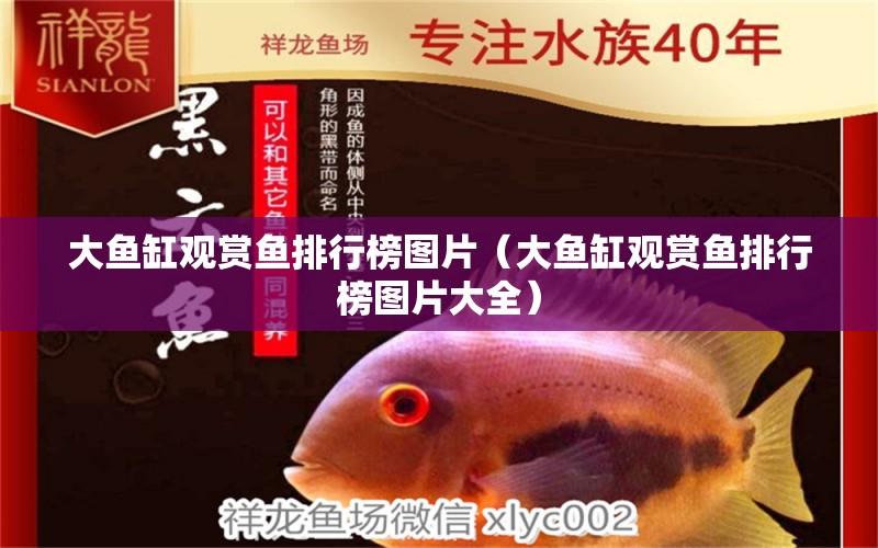 大魚(yú)缸觀賞魚(yú)排行榜圖片（大魚(yú)缸觀賞魚(yú)排行榜圖片大全） 養(yǎng)魚(yú)的好處