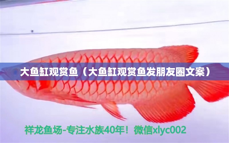 大魚缸觀賞魚（大魚缸觀賞魚發(fā)朋友圈文案）