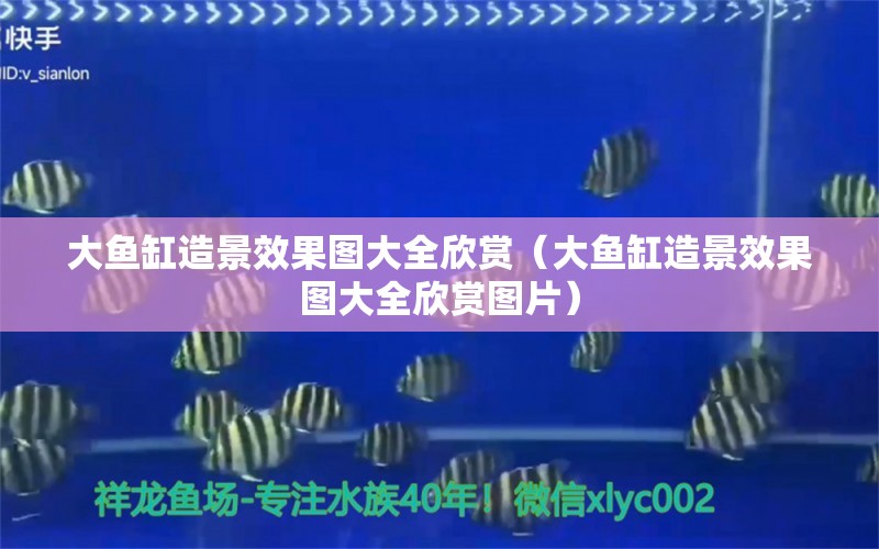 大魚缸造景效果圖大全欣賞（大魚缸造景效果圖大全欣賞圖片）