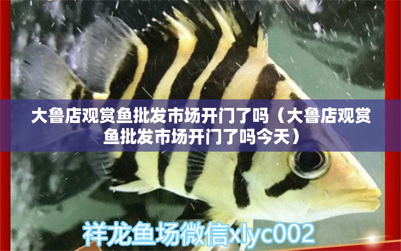 大魯?shù)暧^賞魚(yú)批發(fā)市場(chǎng)開(kāi)門了嗎（大魯?shù)暧^賞魚(yú)批發(fā)市場(chǎng)開(kāi)門了嗎今天） 觀賞魚(yú)批發(fā)