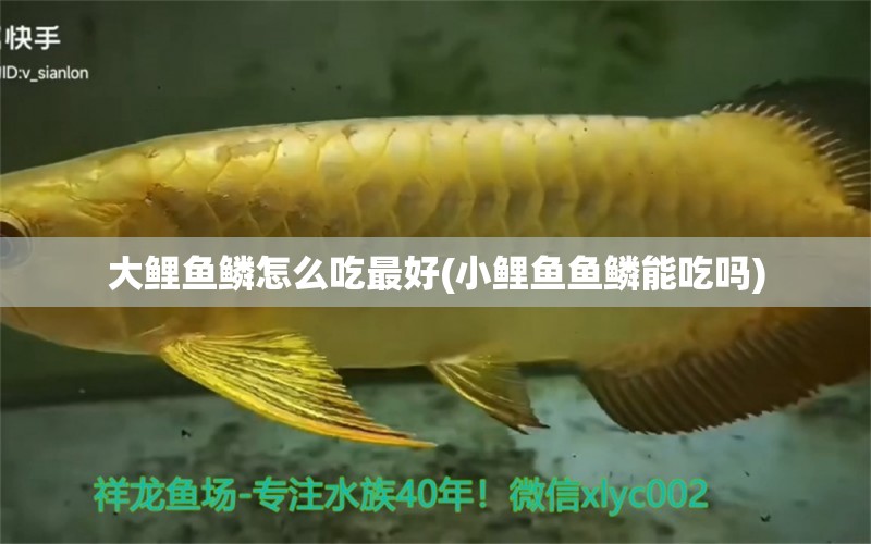 大鯉魚鱗怎么吃最好(小鯉魚魚鱗能吃嗎) 養(yǎng)魚知識