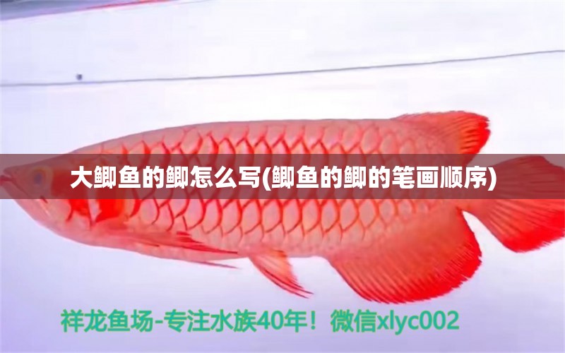 大鯽魚的鯽怎么寫(鯽魚的鯽的筆畫順序) 觀賞魚 第1張