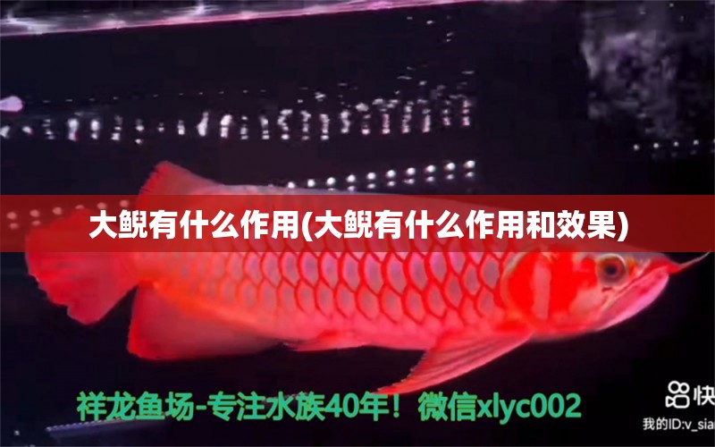 大鯢有什么作用(大鯢有什么作用和效果) 觀賞魚 第1張