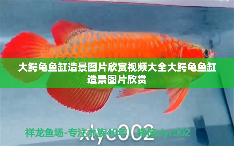 大鱷龜魚缸造景圖片欣賞視頻大全大鱷龜魚缸造景圖片欣賞