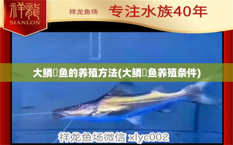 大鱗鲃魚的養(yǎng)殖方法(大鱗鲃魚養(yǎng)殖條件) 綠皮皇冠豹魚