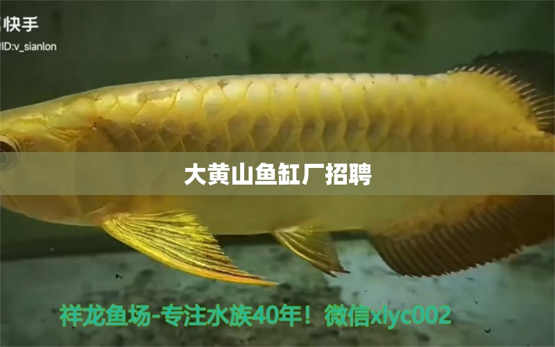 大黃山魚(yú)缸廠招聘 其他品牌魚(yú)缸