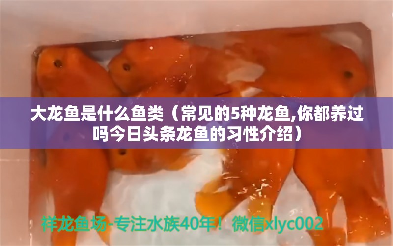 大龍魚是什么魚類（常見的5種龍魚,你都養(yǎng)過嗎今日頭條龍魚的習性介紹）