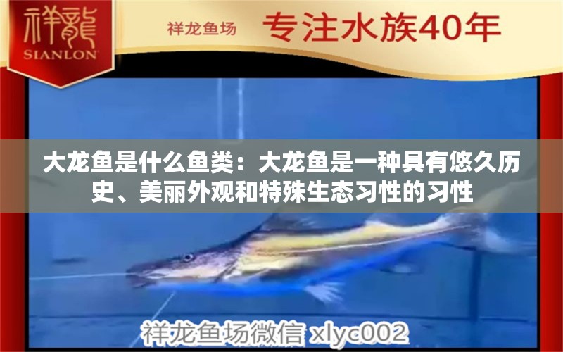 大龍魚是什么魚類：大龍魚是一種具有悠久歷史、美麗外觀和特殊生態(tài)習性的習性