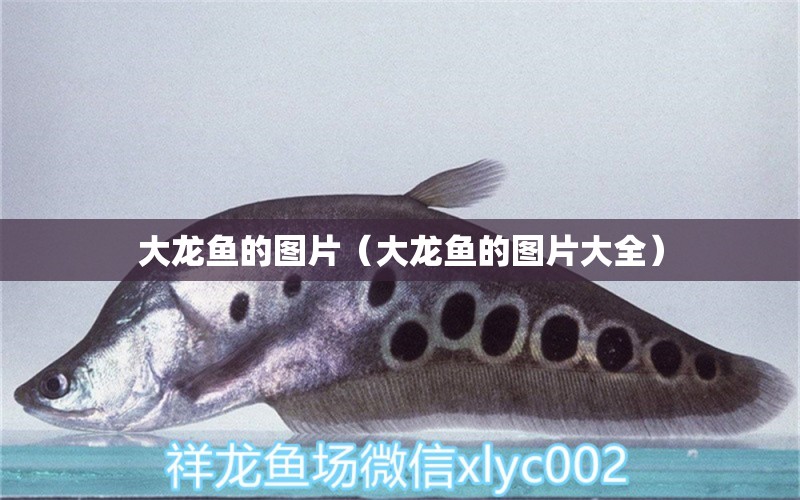 大龍魚的圖片（大龍魚的圖片大全）