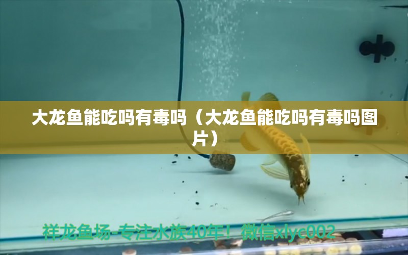 大龍魚能吃嗎有毒嗎（大龍魚能吃嗎有毒嗎圖片）