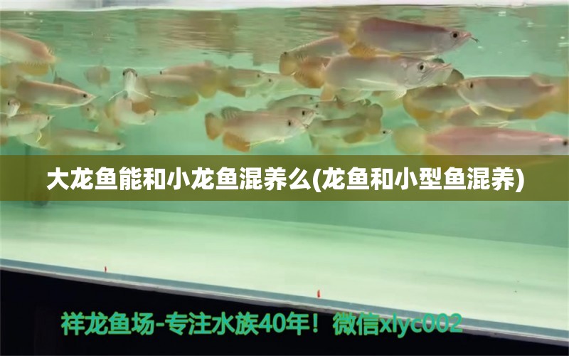 大龍魚能和小龍魚混養(yǎng)么(龍魚和小型魚混養(yǎng)) 黃金夢幻雷龍魚