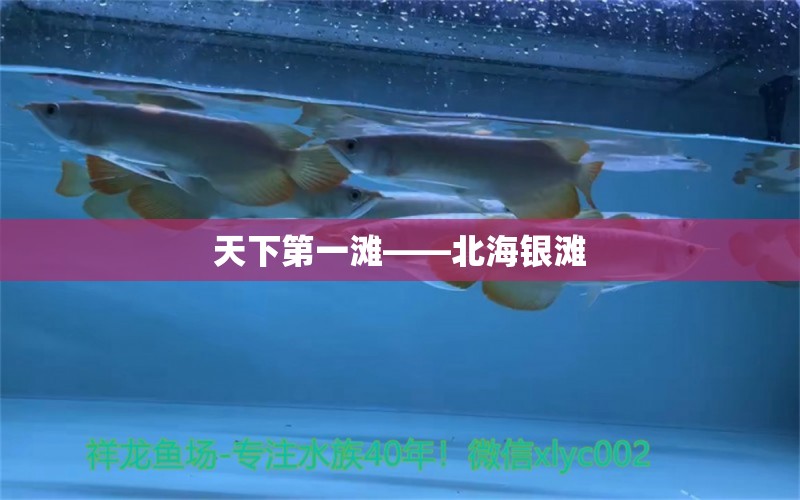 天下第一灘——北海銀灘 觀賞魚