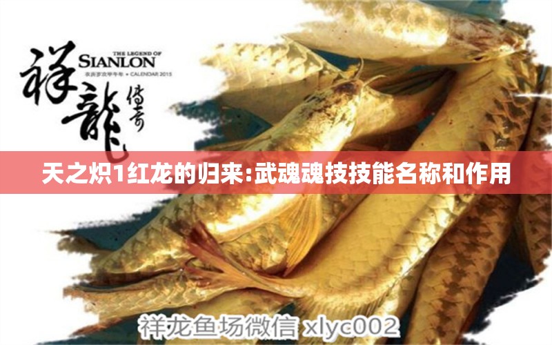 天之熾1紅龍的歸來:武魂魂技技能名稱和作用 龍魚批發(fā)