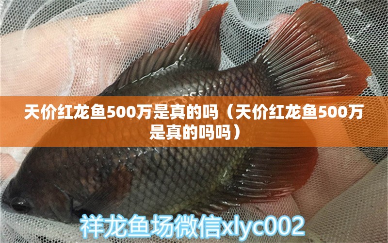 天價紅龍魚500萬是真的嗎（天價紅龍魚500萬是真的嗎嗎） 印尼紅龍魚