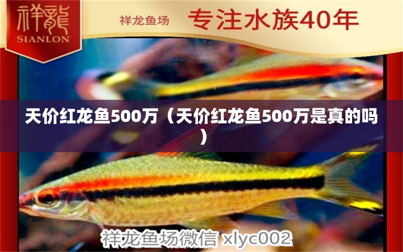 天價(jià)紅龍魚500萬（天價(jià)紅龍魚500萬是真的嗎）