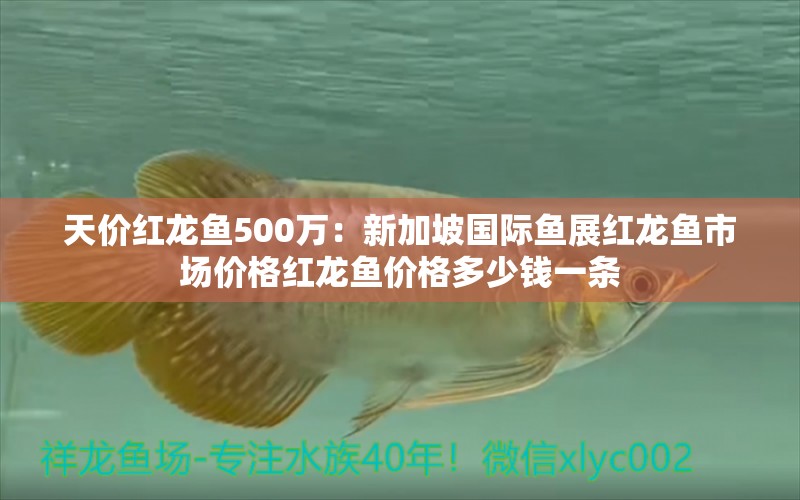 天價紅龍魚500萬：新加坡國際魚展紅龍魚市場價格紅龍魚價格多少錢一條 龍魚百科 第2張