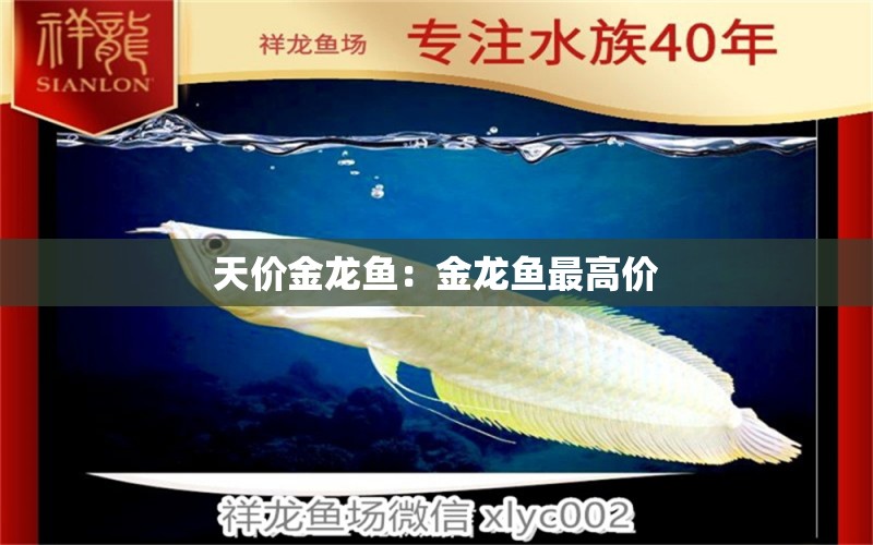 天價金龍魚：金龍魚最高價