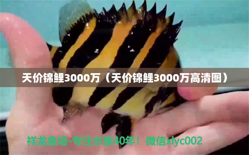 天價錦鯉3000萬（天價錦鯉3000萬高清圖） 紅龍魚魚糧飼料