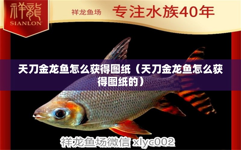 天刀金龍魚怎么獲得圖紙（天刀金龍魚怎么獲得圖紙的）