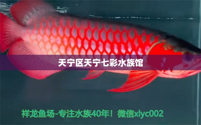 天寧區(qū)天寧七彩水族館 全國水族館企業(yè)名錄