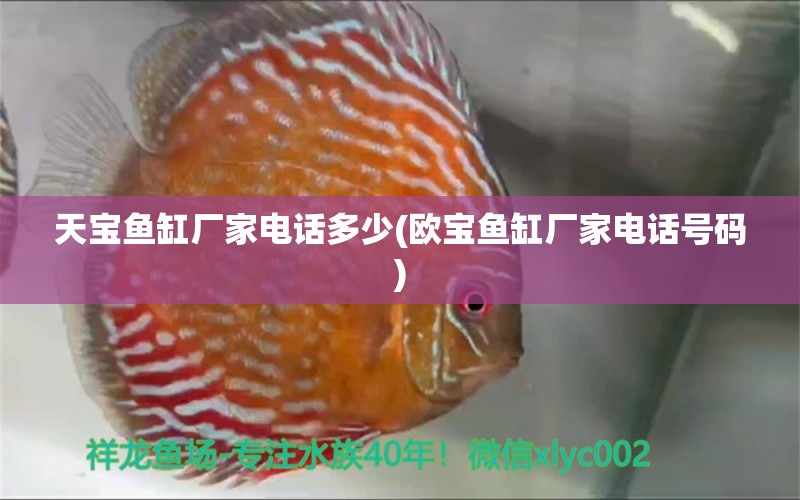 天寶魚缸廠家電話多少(歐寶魚缸廠家電話號碼) 電鰻 第1張