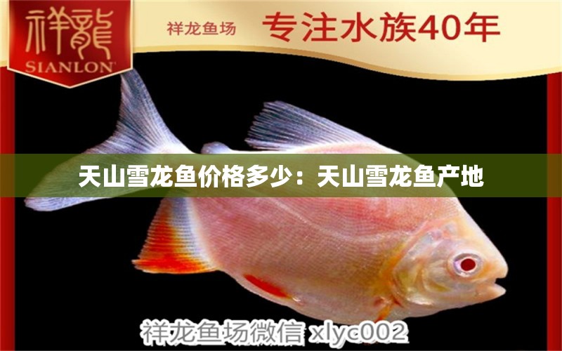 天山雪龍魚(yú)價(jià)格多少：天山雪龍魚(yú)產(chǎn)地