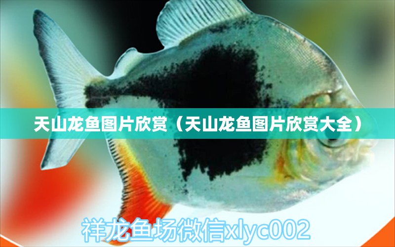 天山龍魚圖片欣賞（天山龍魚圖片欣賞大全）