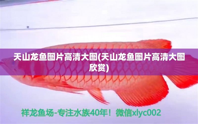 天山龍魚圖片高清大圖(天山龍魚圖片高清大圖欣賞) 藍(lán)帆三間魚