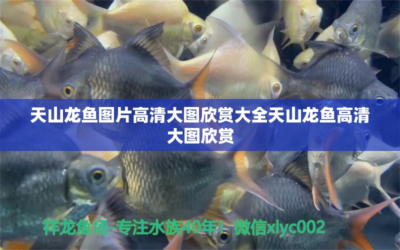 天山龍魚圖片高清大圖欣賞大全天山龍魚高清大圖欣賞 祥龍龍魚魚糧