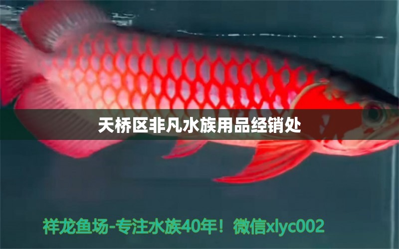 天橋區(qū)非凡水族用品經(jīng)銷處 水族用品