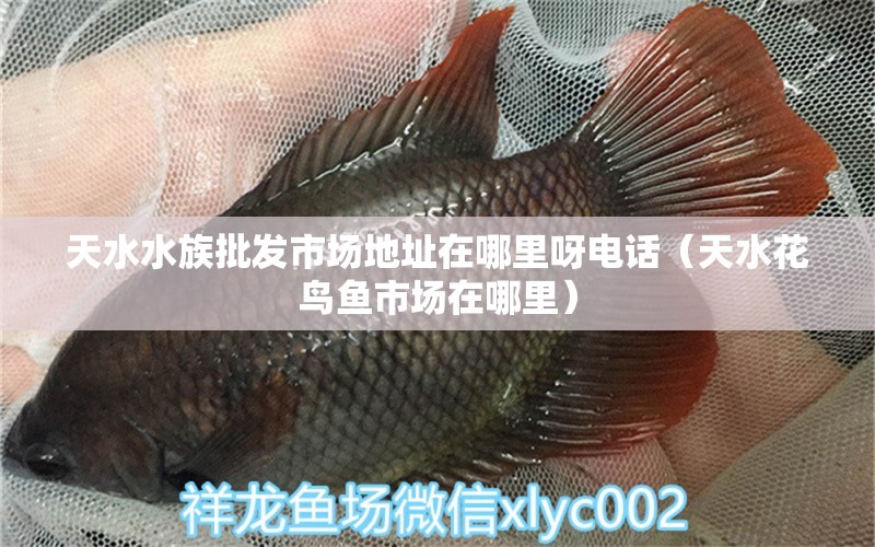 天水水族批發(fā)市場(chǎng)地址在哪里呀電話（天水花鳥魚市場(chǎng)在哪里） 觀賞魚水族批發(fā)市場(chǎng)