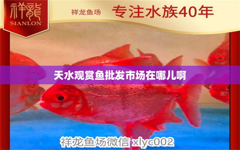 天水觀賞魚批發(fā)市場在哪兒啊 觀賞魚批發(fā)