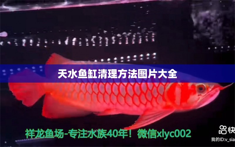 天水魚缸清理方法圖片大全 祥龍魚場