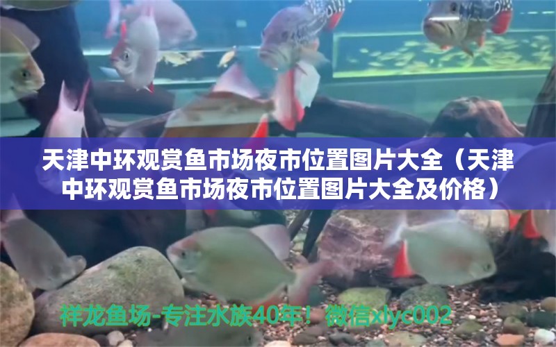 天津中環(huán)觀賞魚市場夜市位置圖片大全（天津中環(huán)觀賞魚市場夜市位置圖片大全及價格） 觀賞魚市場（混養(yǎng)魚）