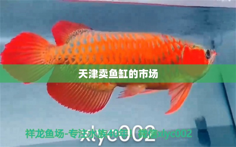 天津賣魚缸的市場(chǎng)