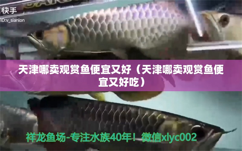 天津哪賣觀賞魚便宜又好（天津哪賣觀賞魚便宜又好吃）