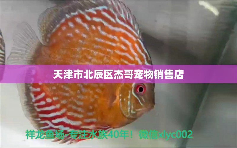 天津市北辰區(qū)杰哥寵物銷售店 全國水族館企業(yè)名錄