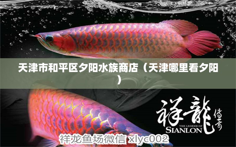 天津市和平區(qū)夕陽(yáng)水族商店（天津哪里看夕陽(yáng)）