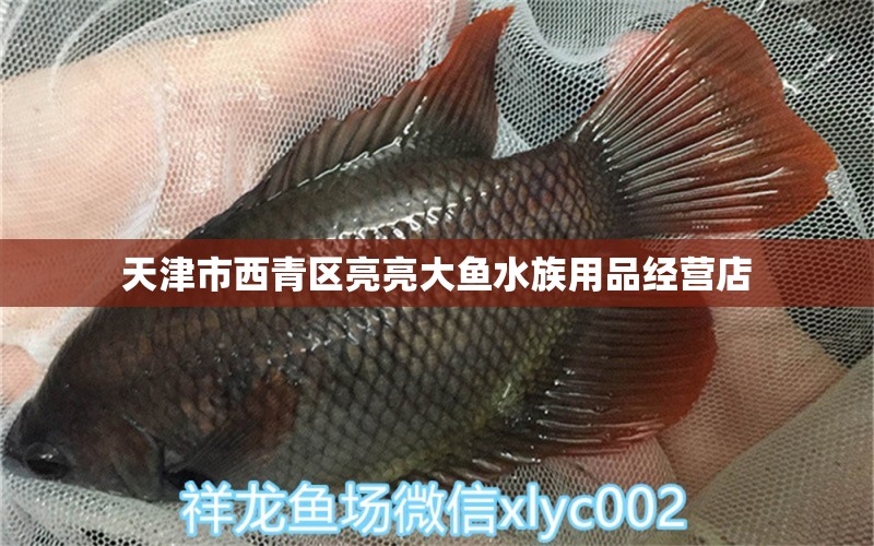 天津市西青區(qū)亮亮大魚(yú)水族用品經(jīng)營(yíng)店