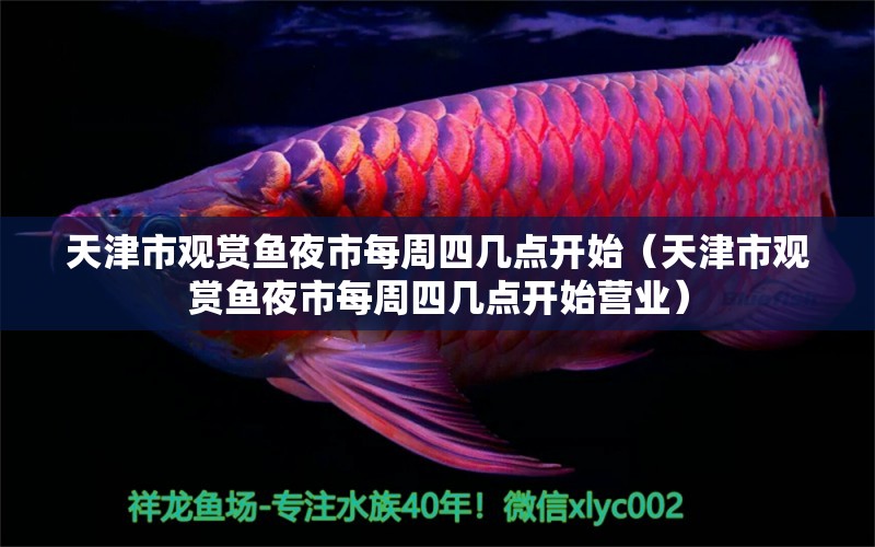 天津市觀賞魚夜市每周四幾點開始（天津市觀賞魚夜市每周四幾點開始營業(yè)） 薩伊藍魚