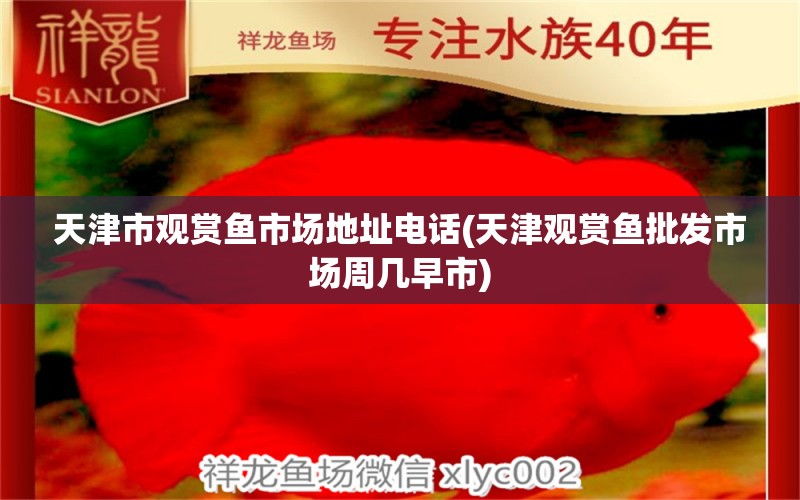 天津市觀賞魚市場地址電話(天津觀賞魚批發(fā)市場周幾早市) 黃吉金龍（白子金龍魚）