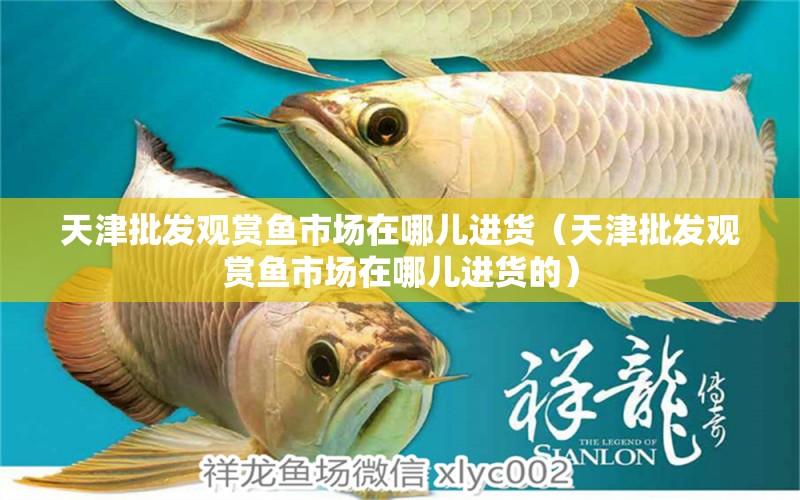 天津批發(fā)觀賞魚(yú)市場(chǎng)在哪兒進(jìn)貨（天津批發(fā)觀賞魚(yú)市場(chǎng)在哪兒進(jìn)貨的）