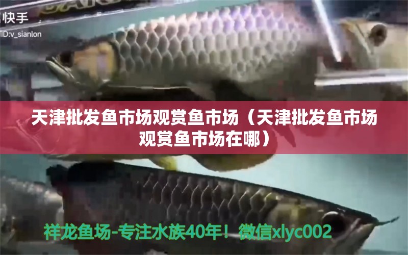 天津批發(fā)魚市場(chǎng)觀賞魚市場(chǎng)（天津批發(fā)魚市場(chǎng)觀賞魚市場(chǎng)在哪） 觀賞魚市場(chǎng)（混養(yǎng)魚）