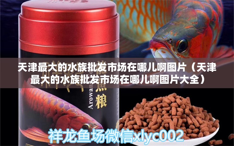 天津最大的水族批發(fā)市場在哪兒啊圖片（天津最大的水族批發(fā)市場在哪兒啊圖片大全） 觀賞魚水族批發(fā)市場