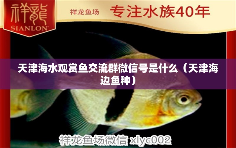 天津海水觀賞魚(yú)交流群微信號(hào)是什么（天津海邊魚(yú)種） 藍(lán)底過(guò)背金龍魚(yú)