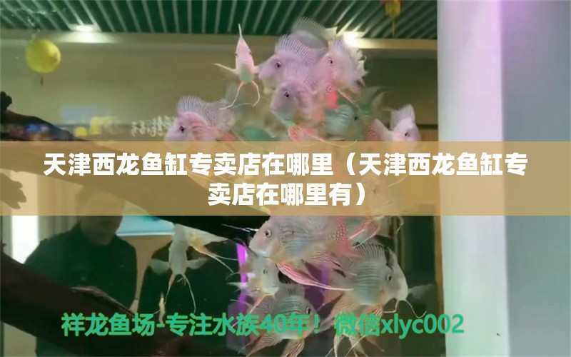 天津西龍魚缸專賣店在哪里（天津西龍魚缸專賣店在哪里有）