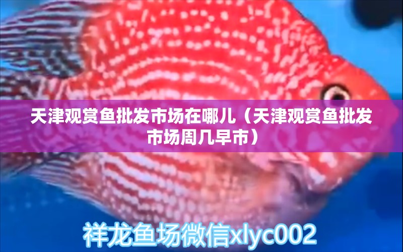 天津觀賞魚批發(fā)市場在哪兒（天津觀賞魚批發(fā)市場周幾早市）