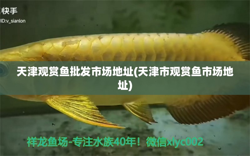 天津觀賞魚批發(fā)市場地址(天津市觀賞魚市場地址)